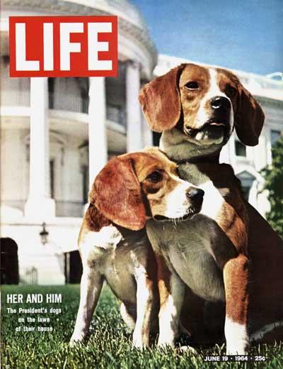 lbj-beagles-life-mag-1964.jpg